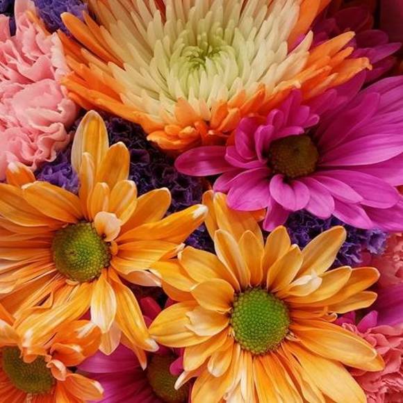 Meet your Posher, Carol - Picture 1 of 1